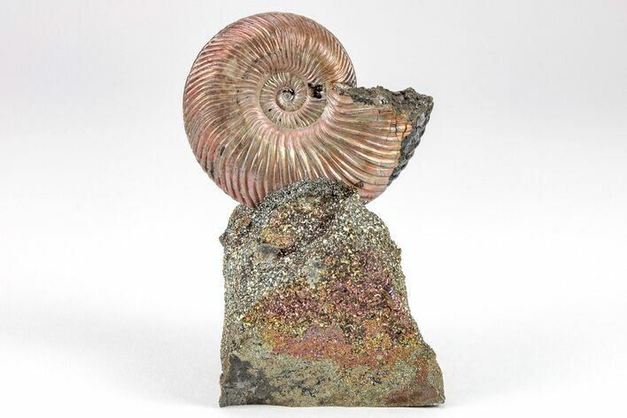 Iridescent, Pyritized Ammonite (Quenstedticeras) Fossil Display #209454